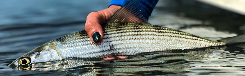 Image of a hand releasing a bonefish