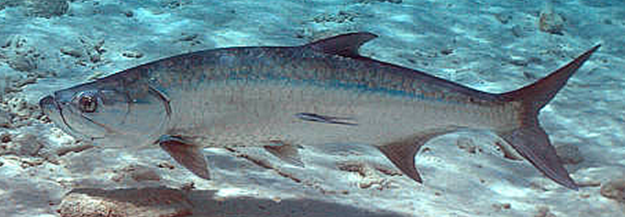 Image of a small tarpon underwater