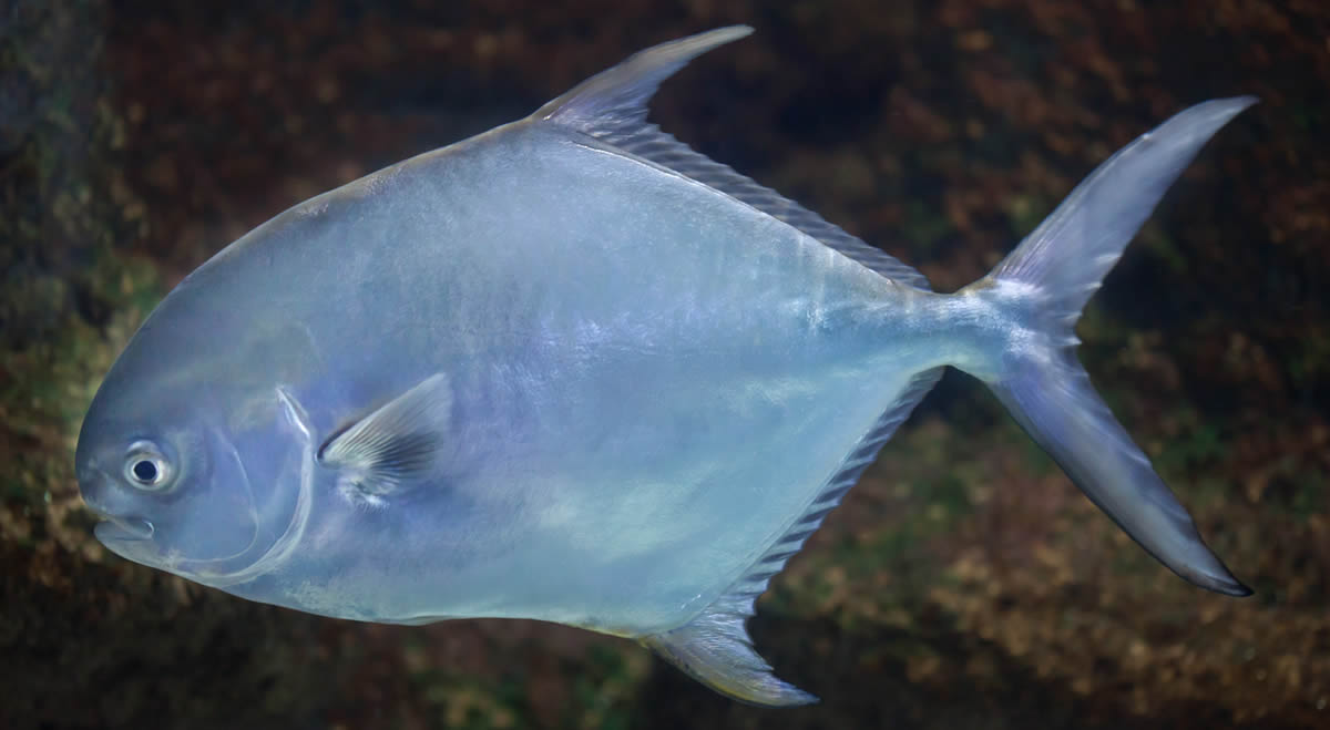 A permit in shallow water